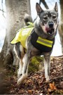 Dogtech Pro hundevest thumbnail
