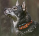 Tracker Artemis thumbnail