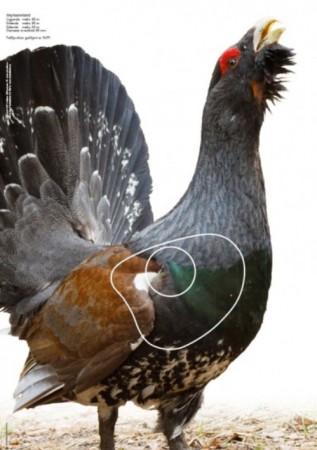 Tiur - Jaktfeltskive 