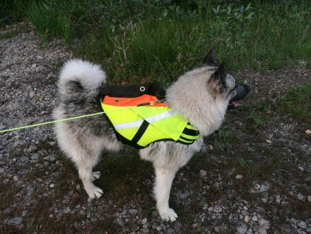 Kardog Raipe GPS-vest til hund (Stor lomme)